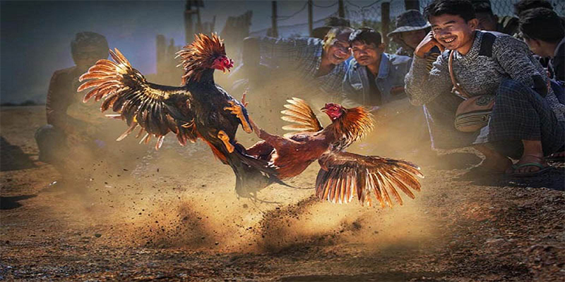 2233win chơi bắn cá đổi thưởng
