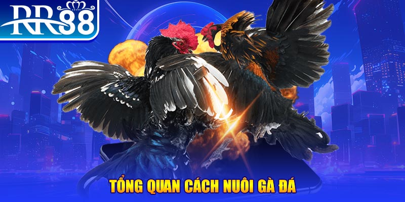 2233win VA Điện Tử