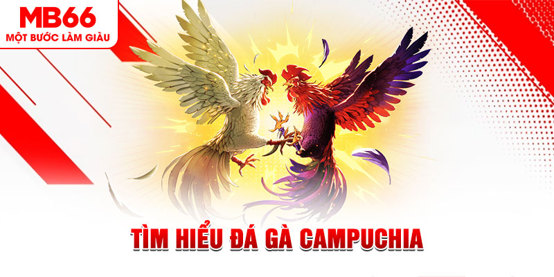 2233win đá gà trực tiếp
