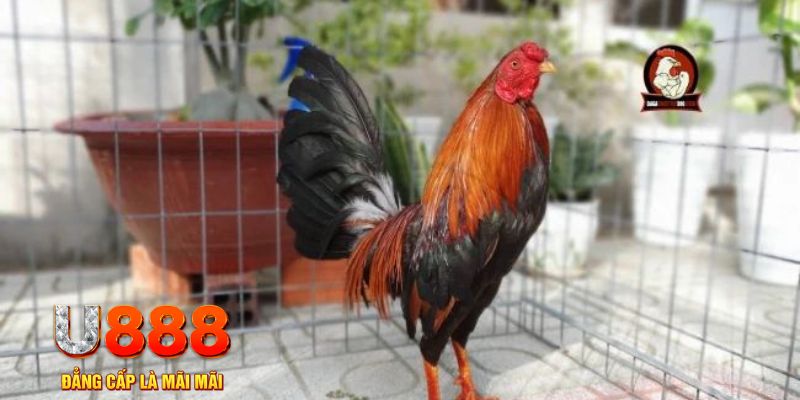 2233win casino máy tính
