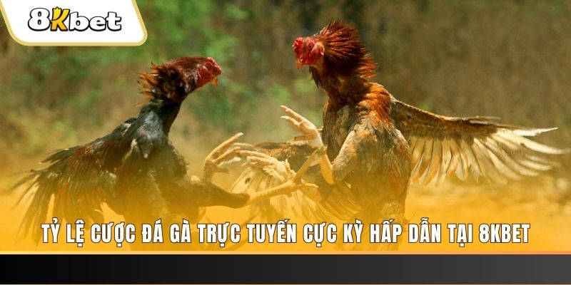 2233win đăng nhập phỏm trực tiếp